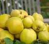 Quittenbaum `Konstantinopler Apfelquitte´ - kleinbleibender Produktbild-Vorschau 1