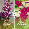 Bougainvillea Nawóz Płynny 1 L – 2-1-8 NPK – Do Kvitnúce Podgląd zdjęcia produktu 2