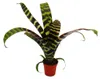 Mini-Bromelien-Set "Nature's Touch" - 4 Pflanzen mit Produktbild-Vorschau 9