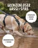 A dog wearing a harness is drinking water from a stream. Produktbild-Vorschau