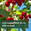 A close-up of ripe cherries on a tree branch, with a green overlay at the bottom containing text about the plant's height. Produktbild-Vorschau