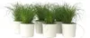 Zyperngras - 6er Set - Cyperus Katzengras - Höhe 30-40cm - Produktbild-Vorschau 7