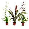 Trio de mini-broméliacées - lot de 3 plantes aux Voir les images du produit 1