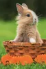 A cute bunny sitting in a basket with orange flowers in front of it. Produktbild-Vorschau