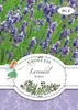 Lavendel Echter | Lavendelsamen von Grüne Fee [MHD 01/2025] Produktbild-Vorschau 1