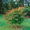 Parrotia persica, Eisenholzbaum, 60–80 cm, leuchtend rote Produktbild-Vorschau 7