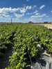 A field of potted plants, likely a nursery or garden center, under a bright blue sky with white clouds. Voir les images du produit