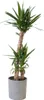 Jukka - Yucca elephantipes - Wys. 130-140cm - ⌀24cm Podgląd zdjęcia produktu 6