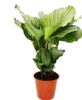 XXL rastlina v tieni so vzh?adom zebry - Calathea orbifolia Náhľad obrázku produktu 1