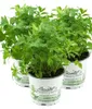 Enseleits 3er Set Liebstöckel Pflanze, Levisticum Produktbild-Vorschau 1