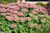 Sedum spectabile 'Rosenteller', Fetthenne, rosa Blüten, ca. Produktbild-Vorschau 1