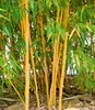 BALDUR Garten 1x Goldener Peking Bambus, Pflanze im 2 Produktbild-Vorschau 1
