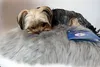 A small dog is resting on a fluffy gray cushion next to a blue booklet. Produktbild-Vorschau