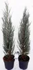 2 Blaue Raketenwacholder 100-120 cm – Juniperus Blue Arrow Produktbild-Vorschau 2