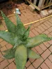 Aloe Marlothii ca. 70 cm - Aloë - Mountain Aloe - Mighty - Náhled obrázku produktu 4