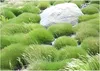 Stauden Gänge 10 x Festuca gautieri 'Pic Carlit' - Produktbild-Vorschau 1