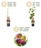 Ficus carica Rouge de Bordeaux - drzewo figowe - Podgląd zdjęcia produktu 4