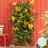 Bloomique - Campsis radicans 'Flava' - Bignone jaune - Voir les images du produit 2