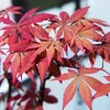 GreenboutiQ - Balkonpflanze - Japanischer Ahorn - Acer Produktbild-Vorschau 5