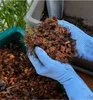 Hands wearing blue gloves holding coconut chips over a green container filled with more chips. Podgląd zdjęcia produktu