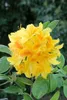 Rhododendron luteum 'Goldtopas', gelb, 40–50 cm Produktbild-Vorschau 3