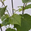 Weinrebe Dublin 2L Anteprima dell’immagine prodotto 5