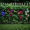 Męczennica jadalna - 3 szt - Passiflora hybridum - Wysokość Podgląd zdjęcia produktu 6