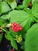 Malinojeżyna Loganberry 2L Podgląd zdjęcia produktu 4