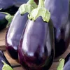Aubergine Samen Schwarze Schönheit Lila Birne Der Liebe 1G Produktbild-Vorschau 17