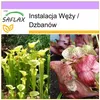 SAFLAX - Instalacja Węży / Dzbanów - 10 Nasiona - Podgląd zdjęcia produktu 10