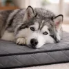 belviona Hundematratze orthopädisch, Memory-Foam Hundematte Produktbild-Vorschau 2