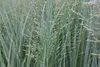 6 x Panicum virg. 'Northwind' - proso wiechowe - doniczka 9 Podgląd zdjęcia produktu 2