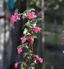 Ribes sang. 'King Edward Vii' - Ribes 50- 60 cm - Conteneur Voir les images du produit 3