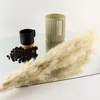 A still life arrangement of coffee beans, a black mug, a candle, and a dried pampas grass plume on a reflective surface. Produktbild-Vorschau