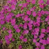 6 x Blaukissen  - Aubrieta 'Cascade Red'  | Topf 9x9 cm Produktbild-Vorschau 1