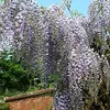 Blauregen ´DOMINO´ 60-70 cm, Cont. 2 l Produktbild-Vorschau 5