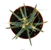 Prisma-Kaktus - Agaven-Kaktus - Leuchtenbergia principis - Produktbild-Vorschau 3