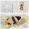 A collage of images showing a 3D anatomical model of the human body, including a transparent torso and internal organs. Anteprima dell’immagine prodotto