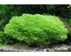 Teichlebermoos - Riccia fluitans Port. Produktbild-Vorschau 3