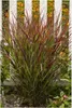 Stauden Gänge 5 x Panicum virgatum 'Cardinal' im 1 Liter Produktbild-Vorschau 1