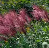 Stauden Gänge 1 x Miscanthus sinensis 'Rotsilber' im 1 Topf Produktbild-Vorschau 5