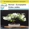 SAFLAX - Zestaw do uprawy - Bonsai - Europejskie Jabłko - Podgląd zdjęcia produktu 5
