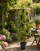 Vitis vinifera 'Early Campbell' Weinrebe (Tafeltraube) Produktbild-Vorschau 3