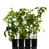 Mini-Kiwi Kokuwa Kletterpflanze, selbstfruchtend, Reifezeit Produktbild-Vorschau 6