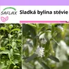 SAFLAX - Sladká bylina stévie - Stevia rebaudiana - 100 Náhled obrázku produktu 10
