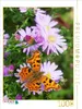 CALVENDO Puzzle C-Falter auf Glattblatt-Aster | 1000 Teile Produktbild-Vorschau 2
