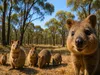 CALVENDO Puzzle Quokkas im australischen Outback | 1000 Produktbild-Vorschau 3