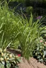 Panicum virgatum 'Northwind', Rutenhirse, aufrecht, 3-5 Produktbild-Vorschau 5