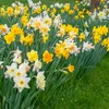 Narzissen Grosspackung Mix Blumenzwiebeln Blumenzwiebeln Produktbild-Vorschau 6