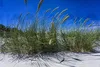 Stauden Gänge 3 x Ammophila arenaria im 1 Liter Topf - Produktbild-Vorschau 5